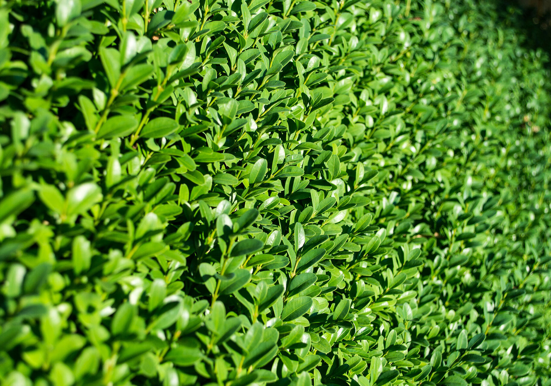 hedge-trimming