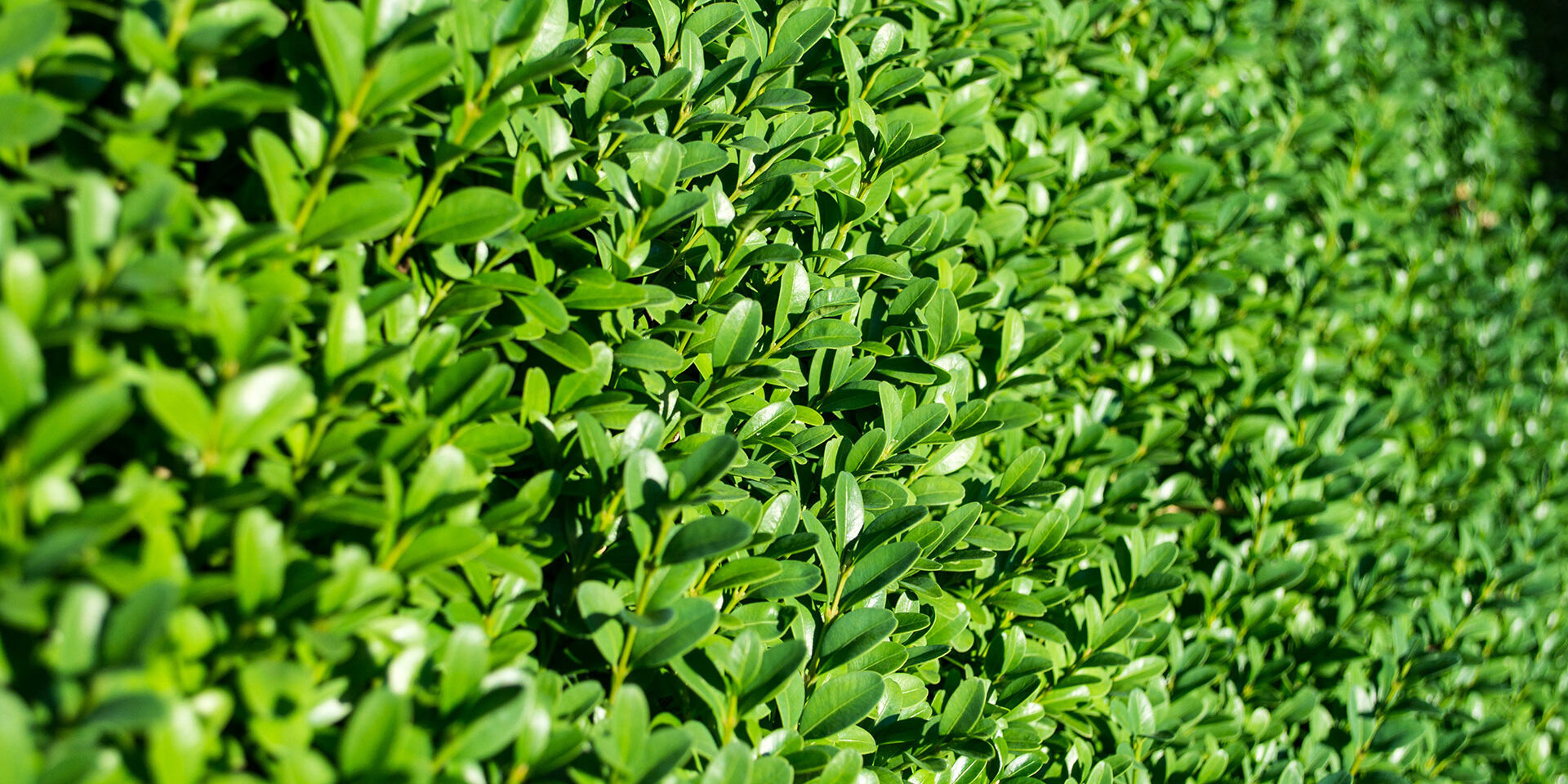 hedge-trimming