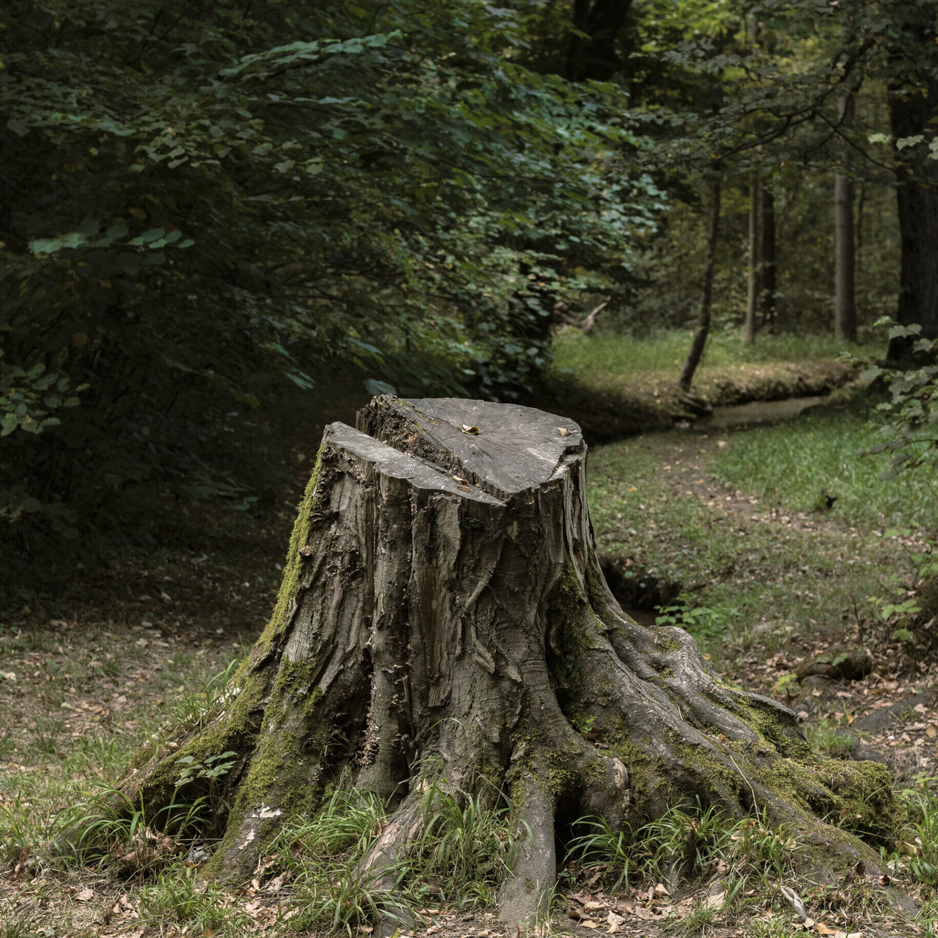 stump-grinding